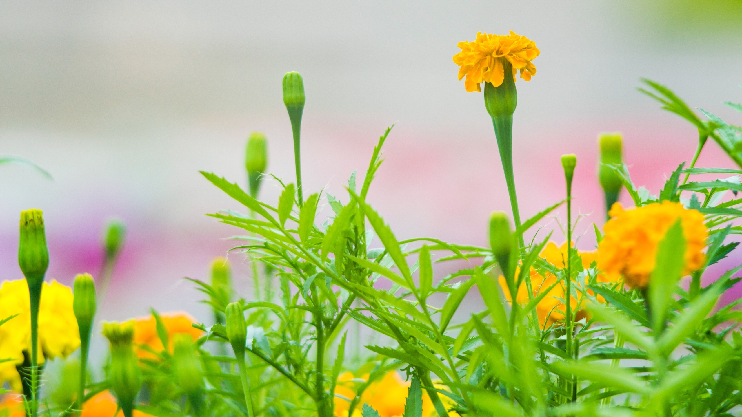 好看的鲜花图片大全[图2]