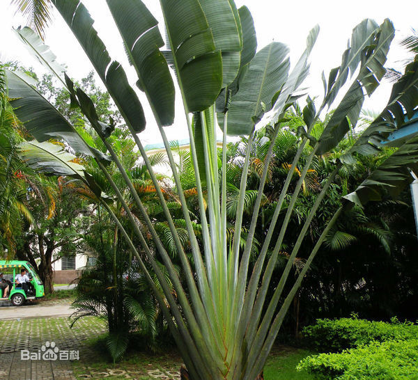 有一种植物叶子像香蕉树叶子叫什么植物?