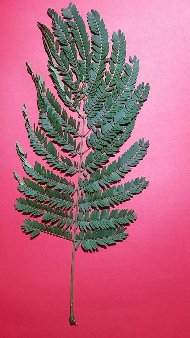 想问一下,这是什么植物的树叶呀?