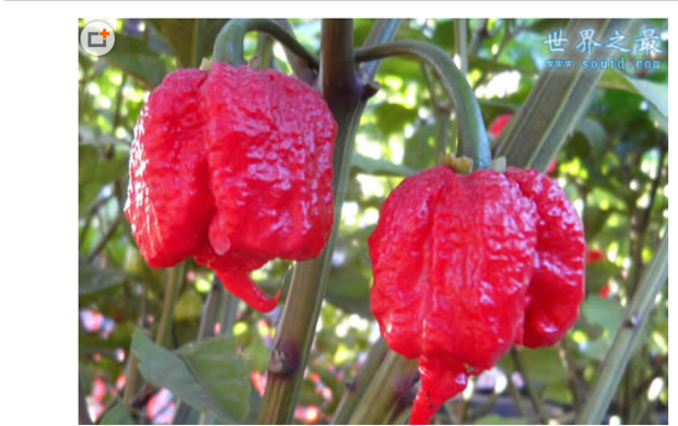 黑曼巴辣椒是不是世界上最辣的?