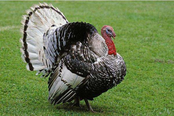 火鸡的英文名叫Turkey,和土耳其有什么关系?