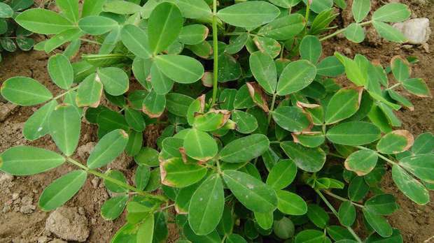 率: 78%    等级: 44 已帮助: 45968人 私信ta向ta提问 花生卷叶病