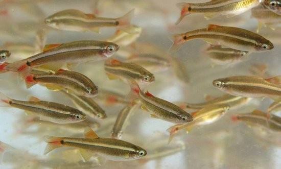 下图为     唐鱼     tanichthys albonubes ,俗称 白云山鱼,白云金丝