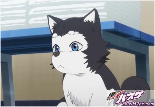 黑子的篮球里的狗狗叫哲也二号