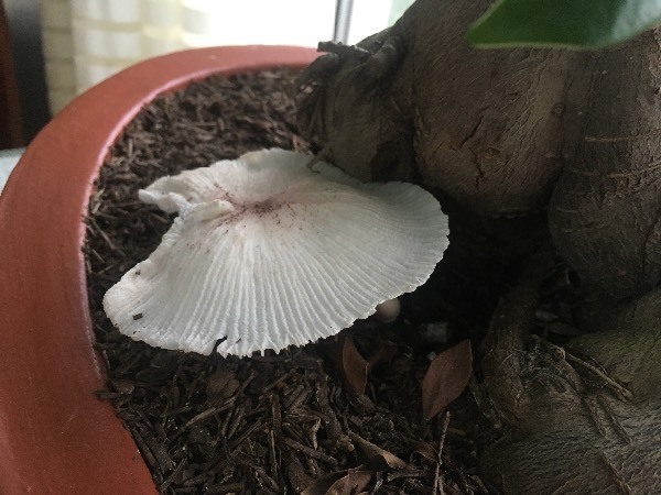 榕树盆景土里长了一个蘑菇,叫什么?有毒吗?