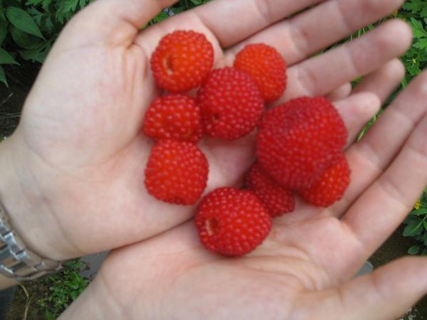 11  满意答案 laodalj0606 lv92015-09-11 你好  是毛梅或者叫做树梅