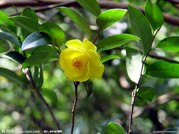 金花茶它的叶子求图
