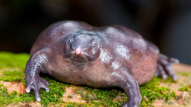 世界上活的最久的是这种 b>动物 /b>,活了1亿3千4百万年,科学家都懵了