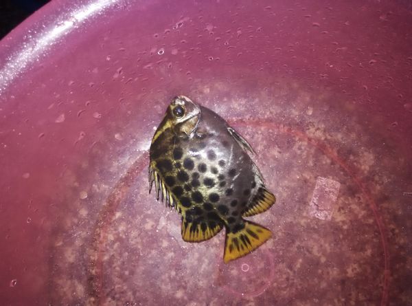 魚類 下圖為 金錢魚 scatophagus argus ,俗稱 金鼓魚