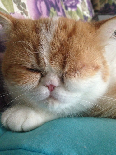 猫中午玩的时候撞到桌子上,下午眼睛肿了。求