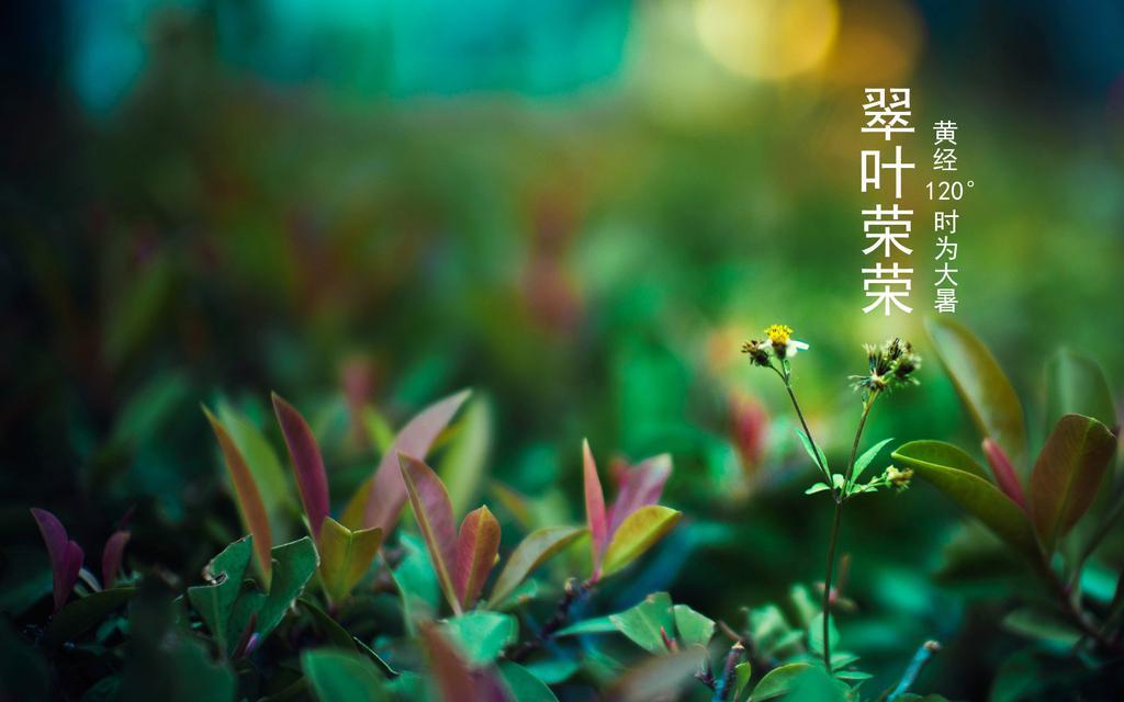 24节气之大暑物语电脑壁纸[图6]