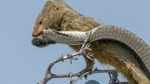 猫鼬大战剧毒非洲树蛇 过程激烈十分罕见