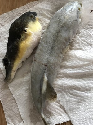 用料   河豚鱼    1只     料酒    20克     盐    适量     绵白糖