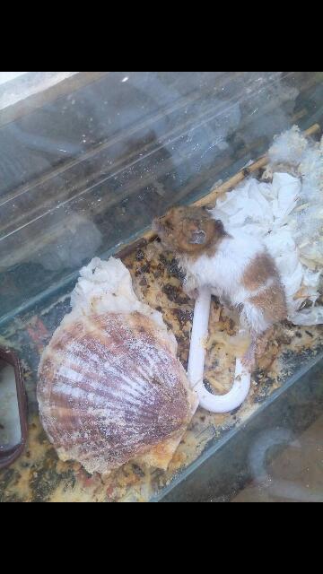 养的金丝熊今天早上为什么离奇死亡,昨天还活蹦乱跳的,是不是吃太多了