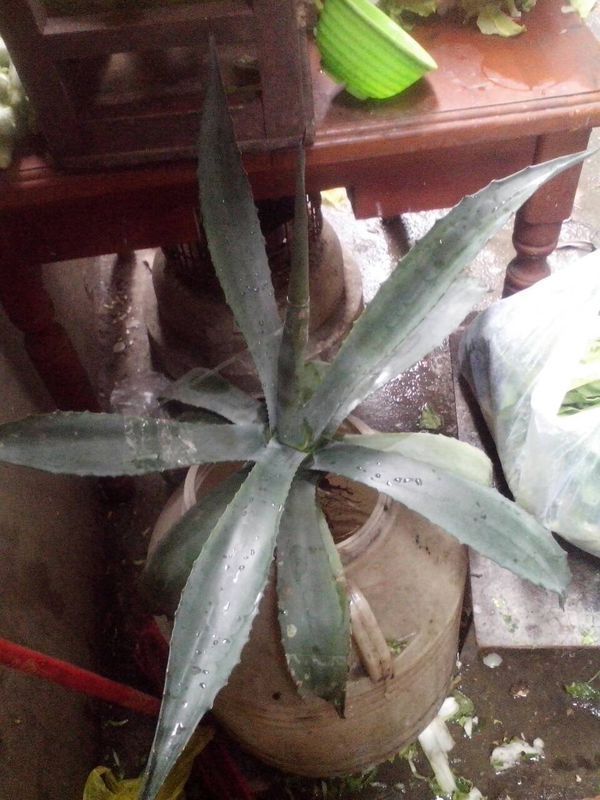 请问这种龙舌兰有毒吗?