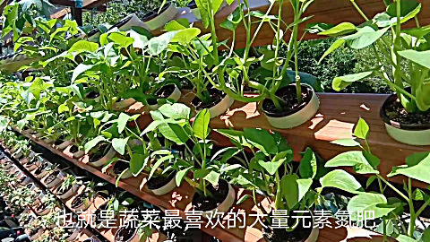 不倒翁的庭院鱼菜共生之 植物墙种植原理
