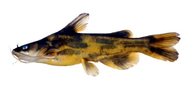 江黄颡     学名  鮠科      bagridae     拟鲿属     pseudobagrus