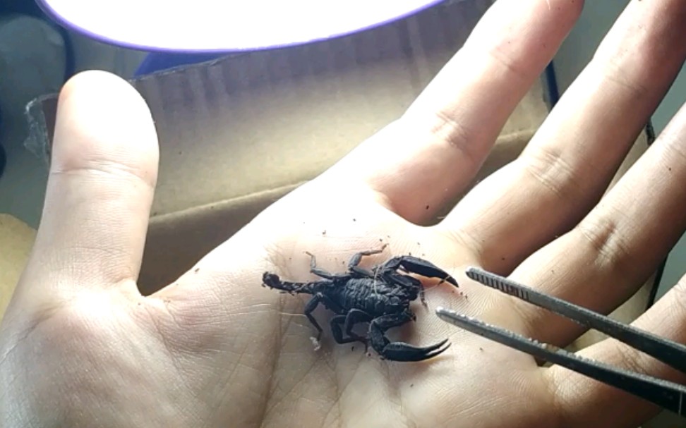 商品"藏蝎" 开箱视频