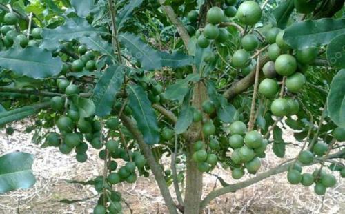腰果树一年能产多少斤
