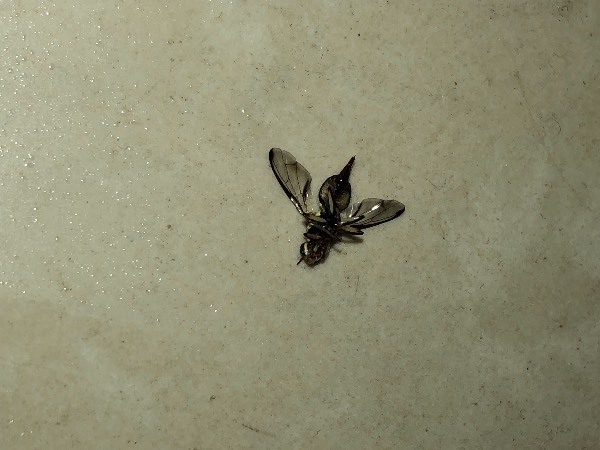 像蜜蜂又像苍蝇的虫子图片