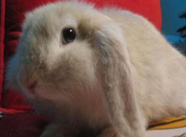 两只耳朵下垂的兔子是什么兔子