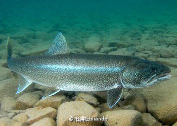 谁知道这鱼什么目