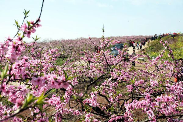 枝江安福寺桃花节什么时候开始