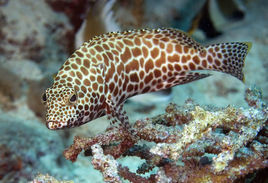 苏鼠斑是什么鱼?