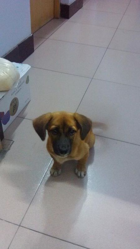 大耳朵黄色短毛是什么狗(有图)