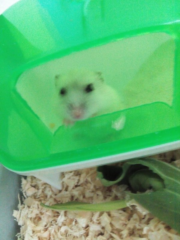 仓鼠的毛怎么回事