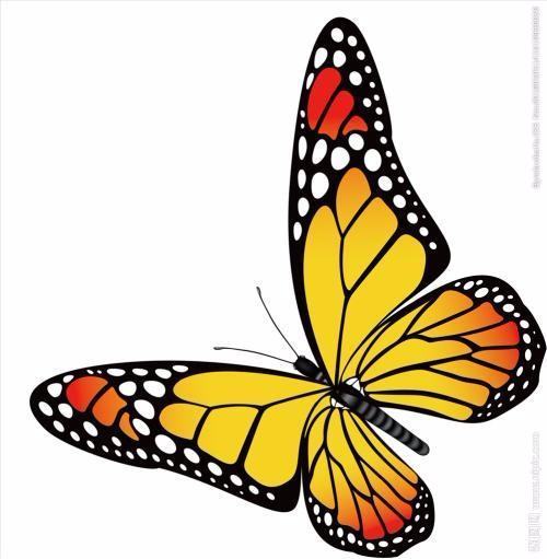 蝴蝶的味觉器官为什么要长在脚上而不是头上?