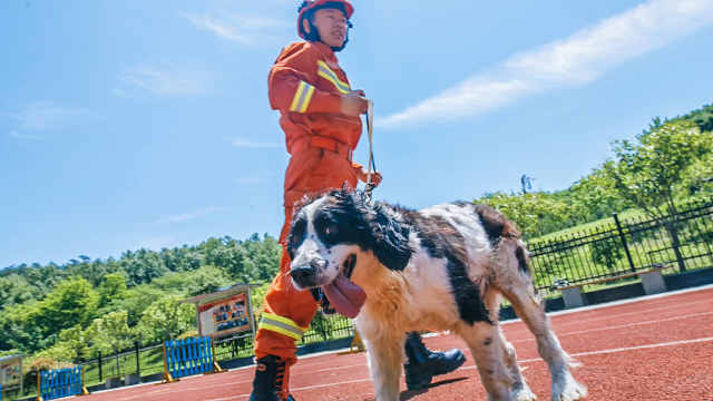 汶川地震搜救犬僅1只在世:它叫冰潔