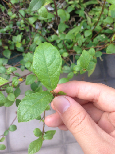 坊间说可以抗癌,大家叫它"奶树",求科普.