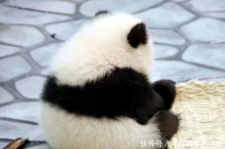 四川遇到熊猫
