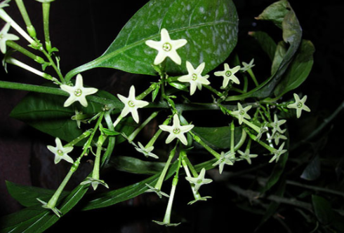 晚上8点左右,夜来香怎样开花?