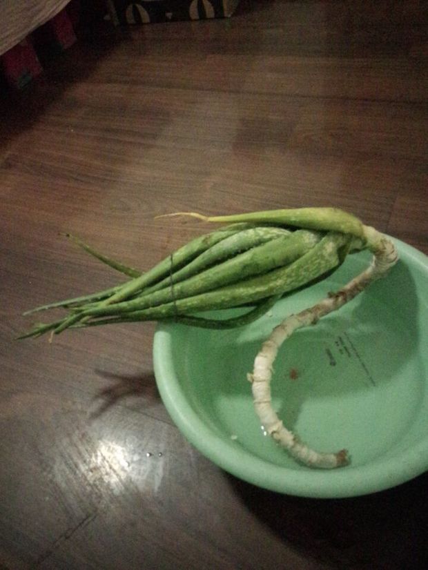 在路边捡了一株芦荟 有点脱水 很长的粗根 我想