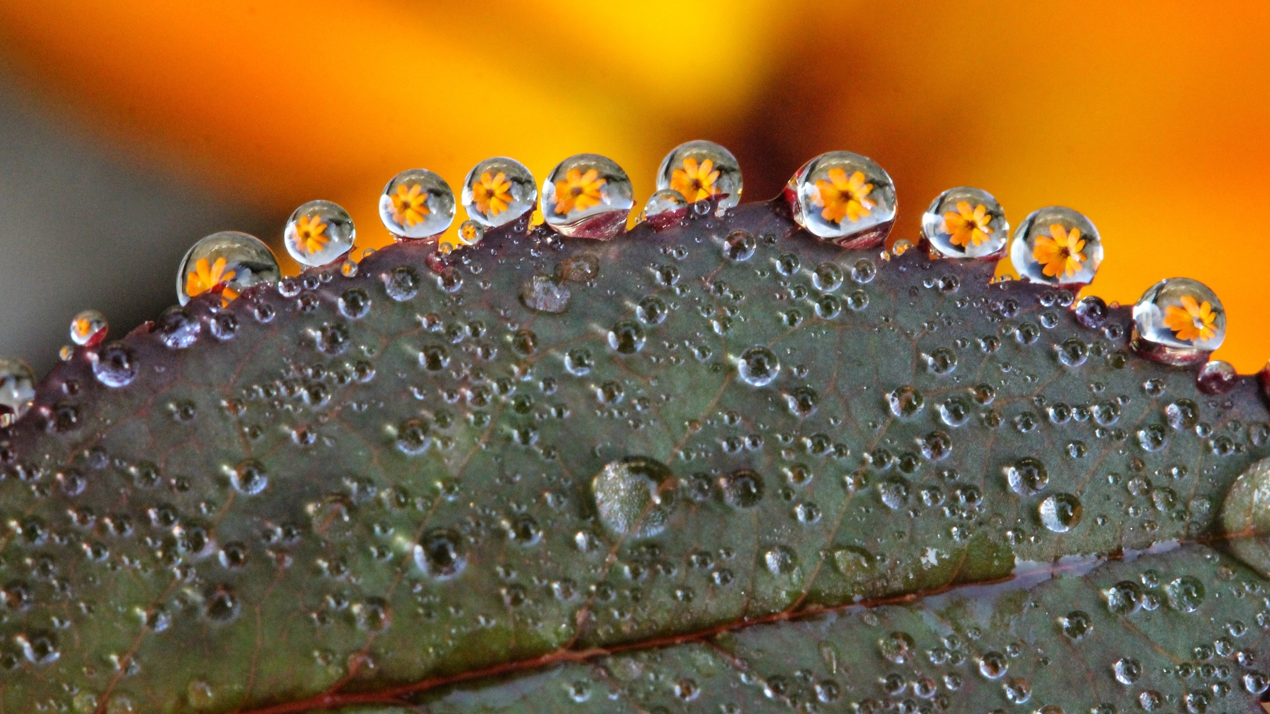 清晨植物上的露水图片[图5]