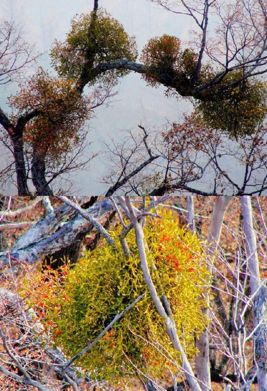 核桃树上的寄生草是什么形状?