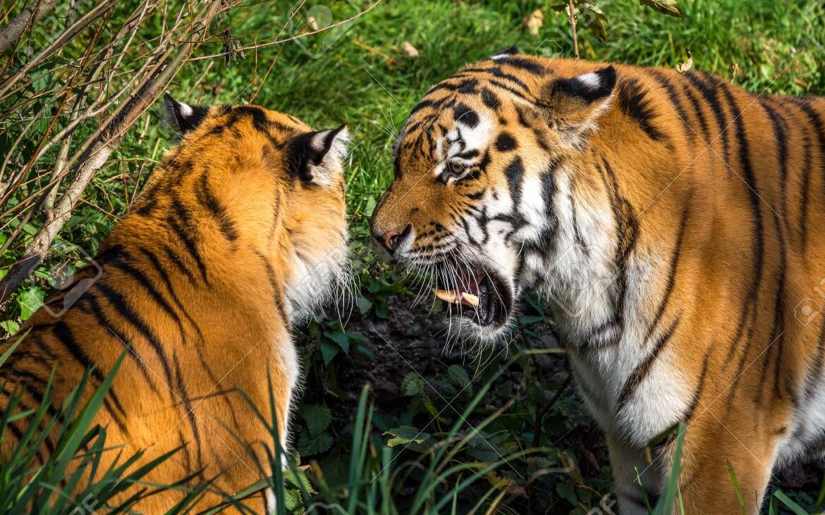 东北虎两口子打架 雄狮想去看热闹又被母狮抽:管什么卵闲事