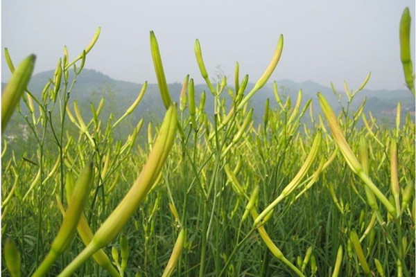 金马兰的功效及图片?