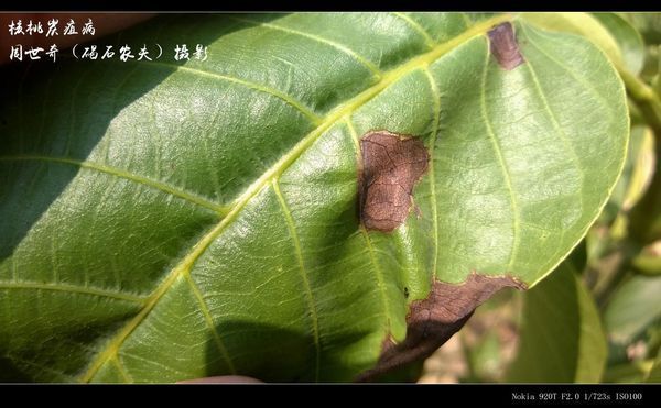 3,核桃炭疽病,叶片病斑以及果实病斑圆形,过一段时间后