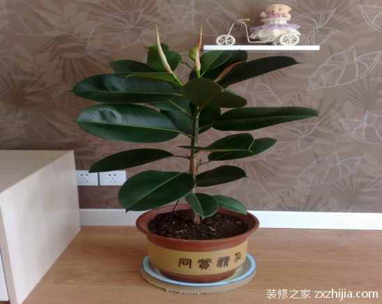 橡皮树的养殖方法和注意事项