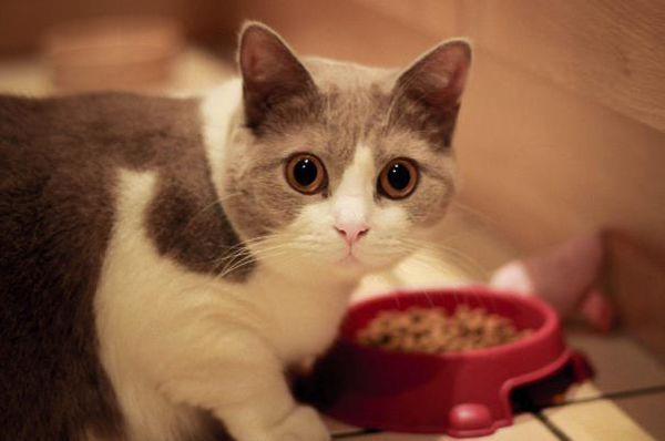 小猫一般多大的时候会发情?