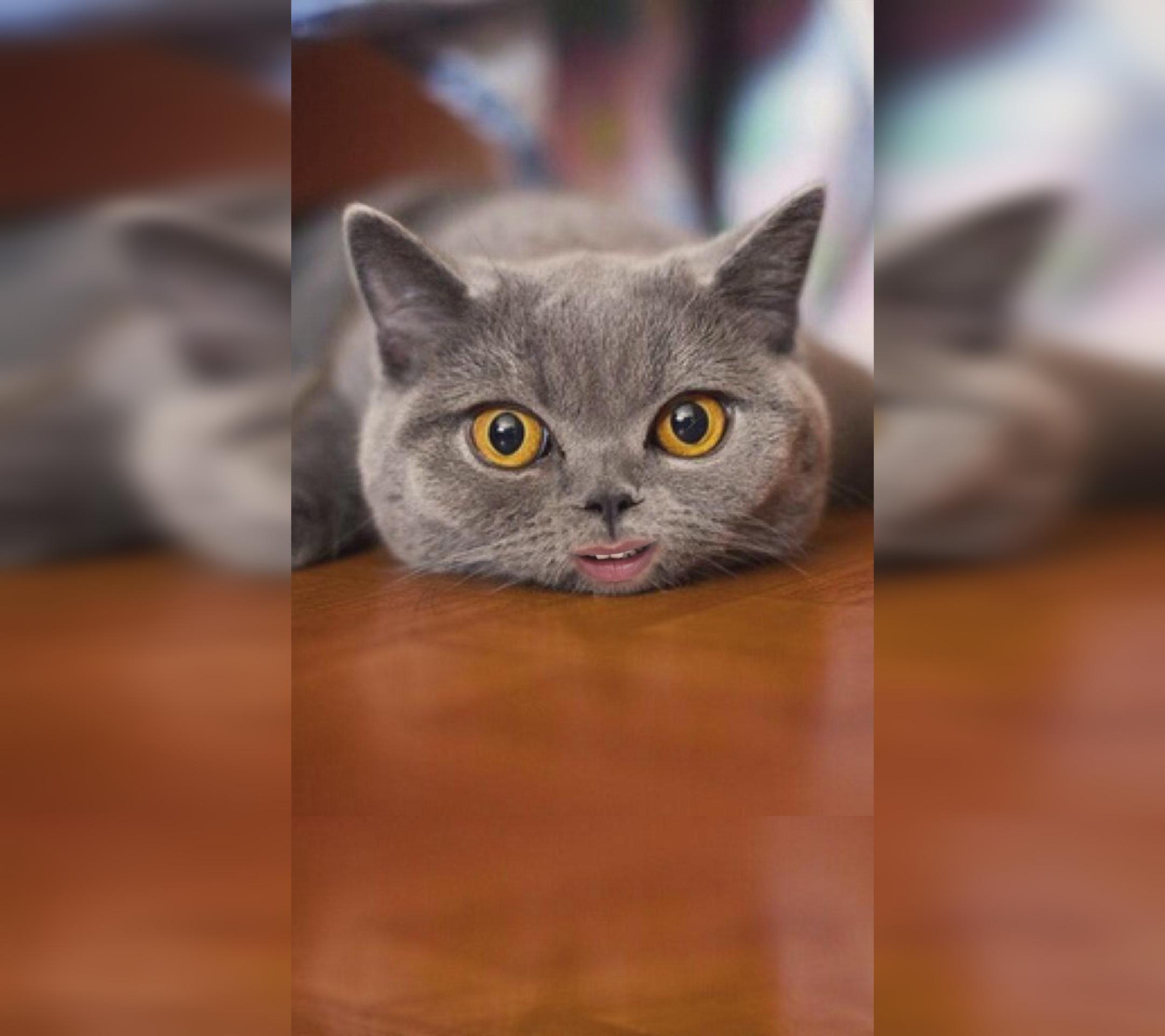 会说话的猫已经不新鲜了,会唱歌的猫请给我来一打!