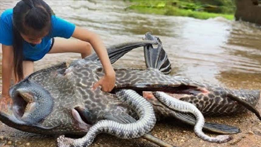 风行上传时间:1年前时长:04:41清道夫闯入食人鱼的地盘,会发生什么