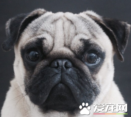 巴哥犬智商与金毛比 金毛犬的智商较高