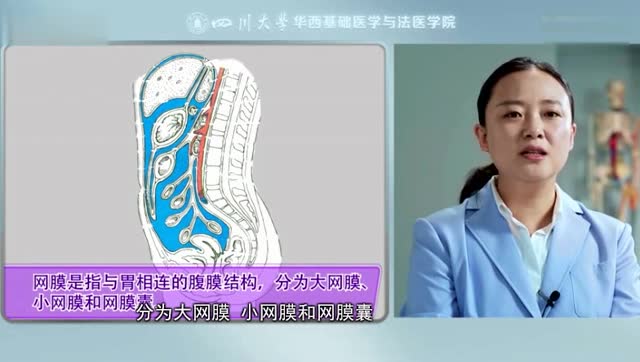 [图]《人体系统解剖学》第8章腹膜