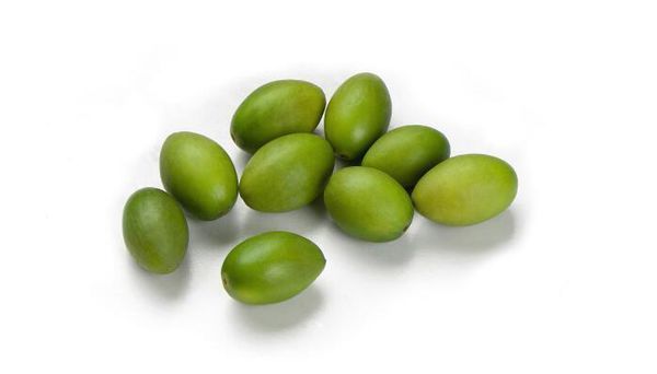 橄榄豆可以秋季种植吗