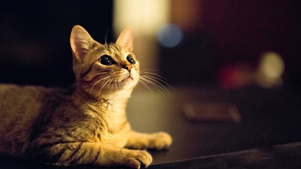 猫咪发情了怎么办