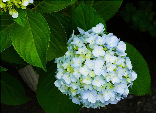 這是揚州瓊花嗎